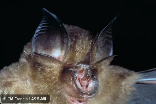 Close-up of face, Field Cat. No. 980119.1.  Formerly as Rhinolophus stheno microglobosus.  Also as Indochinese Brown Horseshoe Bat|Indochinese Lesser Brown Horseshoe Bat.