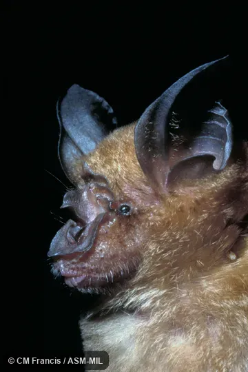 Close-up, Field Cat. No. 970524.9 Close-up, Field Cat. No. 970524.9