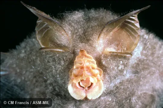 Close-up of face.  Rhinolophus trifoliatus edax.
