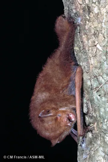 On a tree, mouth open, teeth visible, Field Cat. No. 980128.7.  Also as Lesser Hairy-winged Bat.