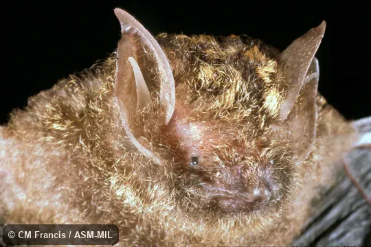 Close-up of head.  Also as Gilded Groove-toothed Bat.