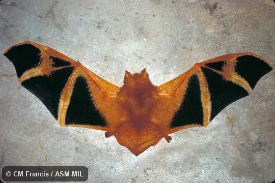 Full ventral view, wings extended, Field Cat. No. 960331.2.  Also as Painted Bat.