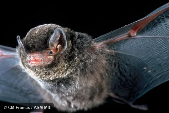 Front view, wings extended. Also as Little Bent-winged Bat. Formerly in Vespertilionidae. Front view, wings extended. Also as Little Bent-winged Bat. Formerly in Vespertilionidae.
