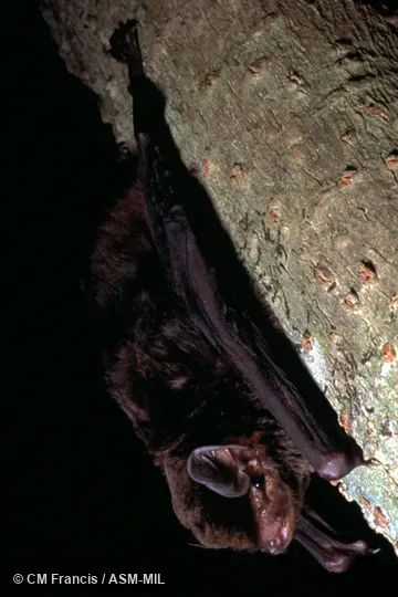 Full side view on a branch, Field Cat. No. 980127.8. Also as Large Bent-winged Bat|Western Bent-winged Bat|Western Long-fingered Bat. Formerly in Vespertilionidae. Full side view on a branch, Field Cat. No. 980127.8. Also as Large Bent-winged Bat|Western Bent-winged Bat|Western Long-fingered Bat. Formerly in Vespertilionidae.