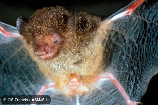 Ventral view, wings extended, Field Cat. No. 821210.1