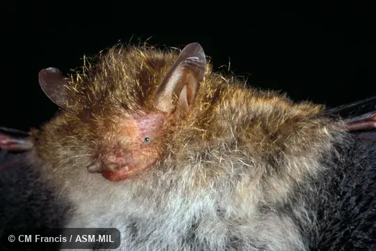 Close-up, Field Cat. No. 960413.5