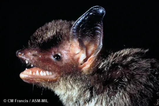 Close-up of head, side view, mouth open, teeth visible.  Also as Hairy-faced Bat|Intermediate Bat.