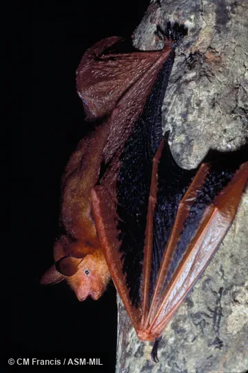 Side view, on a tree, wing partially extended, Field Cat. No. 970510.6. Also as Black-winged Myotis|Red and Black Myotis. Side view, on a tree, wing partially extended, Field Cat. No. 970510.6. Also as Black-winged Myotis|Red and Black Myotis.