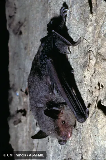 Full view, Field Cat. No. 970430.13. Myotis horsfieldii horsfieldii. Also as Common Asiatic Myotis|Horsfield's Bat|Lesser Large-tooth Bat. Full view, Field Cat. No. 970430.13. Myotis horsfieldii horsfieldii. Also as Common Asiatic Myotis|Horsfield's Bat|Lesser Large-tooth Bat.