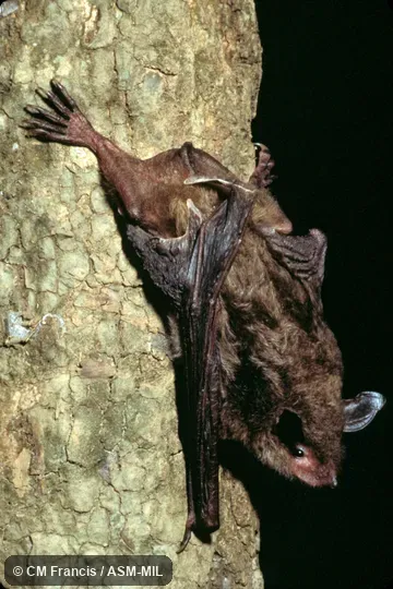 Side view, on a tree.  Formerly Myotis ricketti.  Also as Rickett's Big-footed Bat.