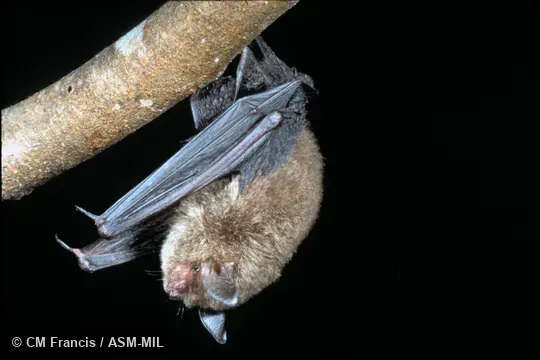 Hanging from branch, Field Cat. No. 920727.1. Also as Himalayan Whiskered Bat|Siliguri Bat|Small-toothed Myotis. Hanging from branch, Field Cat. No. 920727.1. Also as Himalayan Whiskered Bat|Siliguri Bat|Small-toothed Myotis.