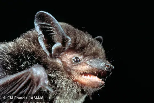 Close-up, side view of head, Field Cat. No. 980123.43