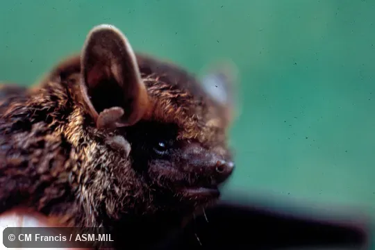 Close-up of head,Cat. No. 830417.1 or .2.  Also as Coppery Pipistrelle.