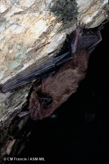 Full view on the side of a tree, Field Cat. No. 980227.6.  Formerly Pipistrellus paterculus.  Also as Paternal Pipistrelle.