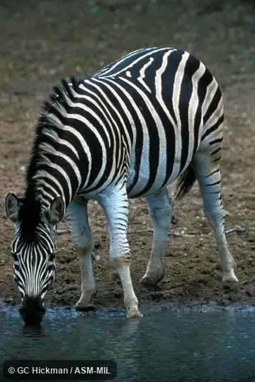 Oblique view. Equus quagga burchellii, Burchell's (Damara or Zululand) Zebra or Bontequagga. Formerly as Equus burchellii burchellii. Also as Common Zebra. Oblique view. Equus quagga burchellii, Burchell's (Damara or Zululand) Zebra or Bontequagga. Formerly as Equus burchellii burchellii. Also as Common Zebra.