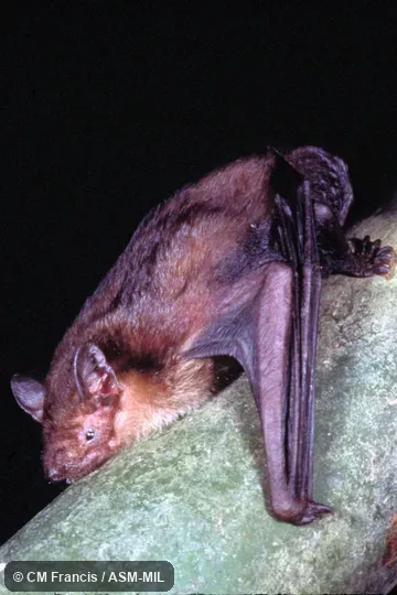 Lying on bamboo, Field Cat. No. 980127.80+D21. Tylonycteris malayana malayana. Formerly Tylonycteris robustula malayana, Greater Bamboo Bat. Also as Malayan Bamboo Bat|Mainland Greater Bamboo Bat. Lying on bamboo, Field Cat. No. 980127.80+D21. Tylonycteris malayana malayana. Formerly Tylonycteris robustula malayana, Greater Bamboo Bat. Also as Malayan Bamboo Bat|Mainland Greater Bamboo Bat.