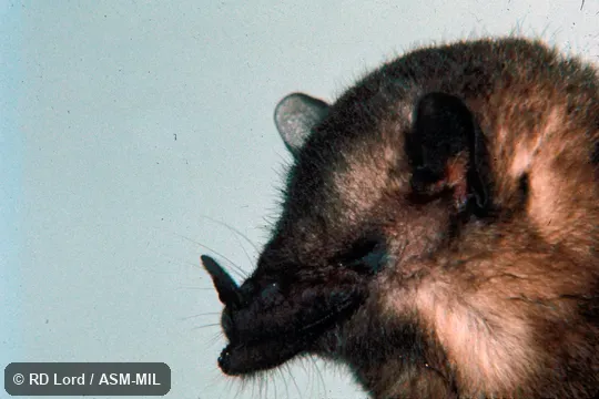 Close-up, side view of head.  Also as Lesser Tailless Bat.