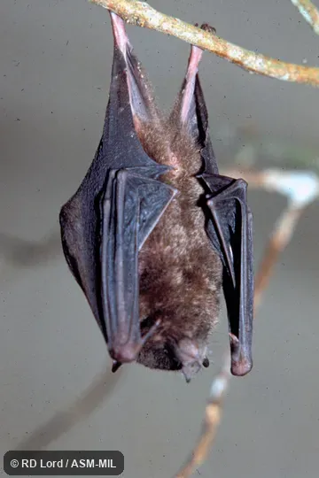 Male, hanging, ventral view with wings folded. Also as Black Tailless Bat|Handley's Long-tongued Bat. Male, hanging, ventral view with wings folded. Also as Black Tailless Bat|Handley's Long-tongued Bat.