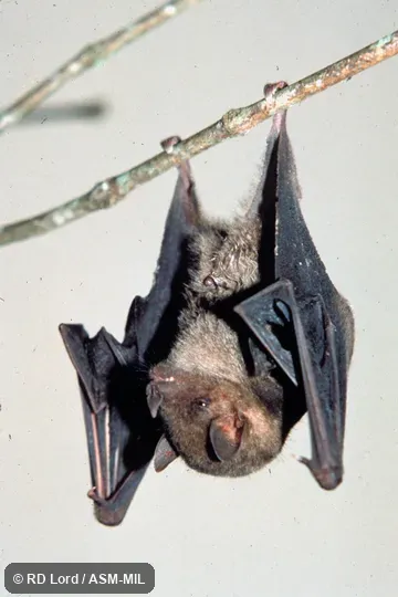 Female, hanging, ventral view
