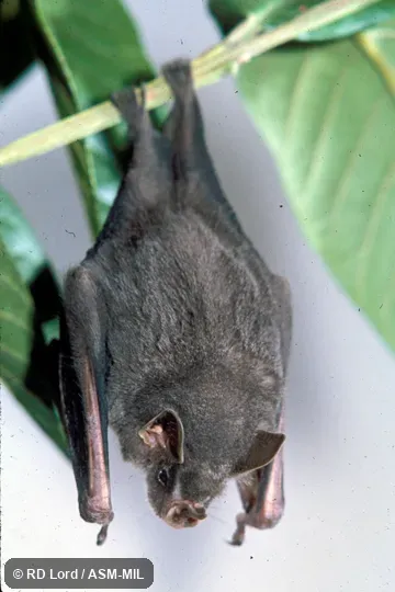 Dorsal view, hanging, Male.  Formerly Artibeus cinereus.