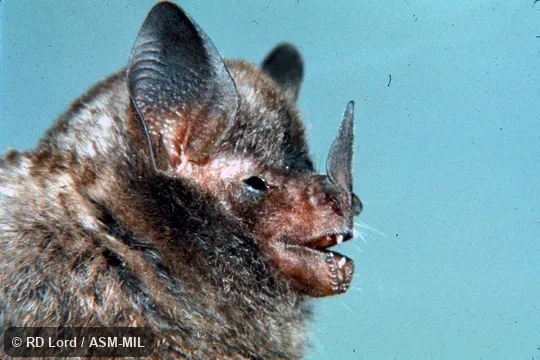 Side view, close-up of face.  Formerly as Carollia brevicaudum.