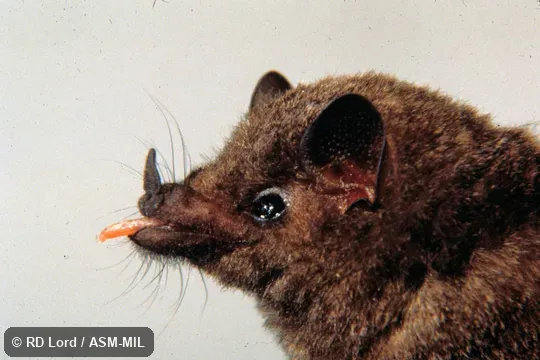 Close-up side view of head, tongue extended. Also as Godman's Long-tongued Bat. Close-up side view of head, tongue extended. Also as Godman's Long-tongued Bat.