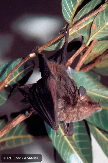 Roosting, head bent backward