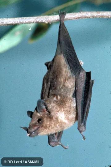 Roosting, dorsal view.  Also as Curaçaoan Long-nosed Bat.