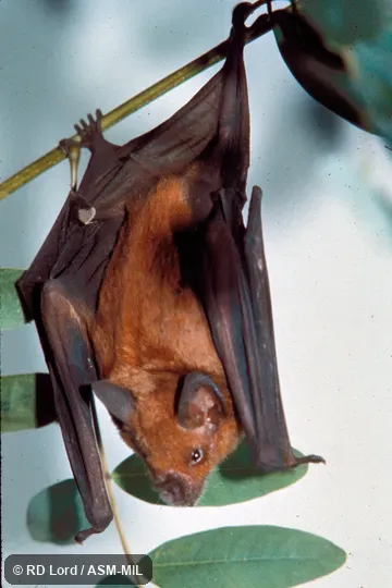 Roosting, dorsal view