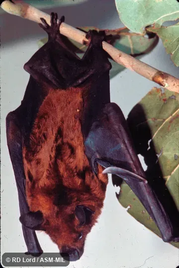 Roosting, dorsal view Roosting, dorsal view