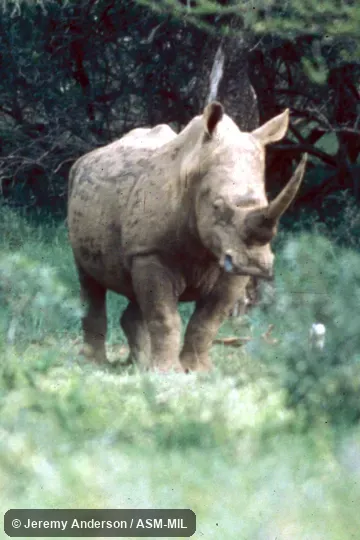 Oblique view.  Also as Square-lipped Rhinoceros|Southern White Rhinoceros.