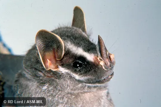 Female, close-up of face.  Uroderma bilobatum bilobatum.