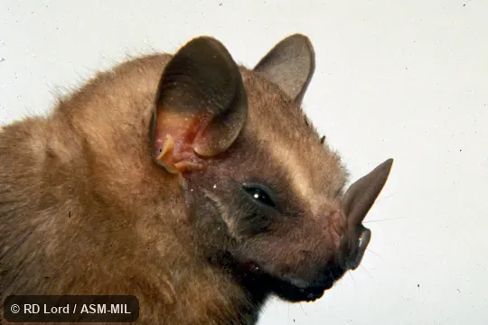 Close-up of head and shoulders, side view Close-up of head and shoulders, side view