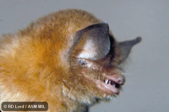 Female, close-up view of head.  Also as Miller's Funnel-eared Bat.