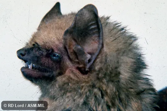 Close-up sideview of head, teeth visible. Formerly Dasypterus ega. Close-up sideview of head, teeth visible. Formerly Dasypterus ega.