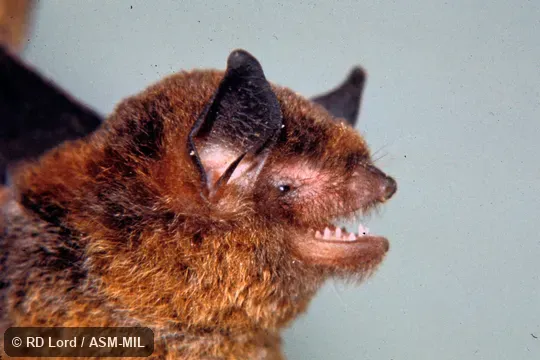Close-up side view of head, mouth open, teeth visible Close-up side view of head, mouth open, teeth visible