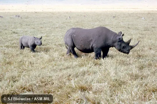 Side view of female and young.  Also as Hook-lipped Rhinoceros|Prehensile-lipped Rhinoceros.