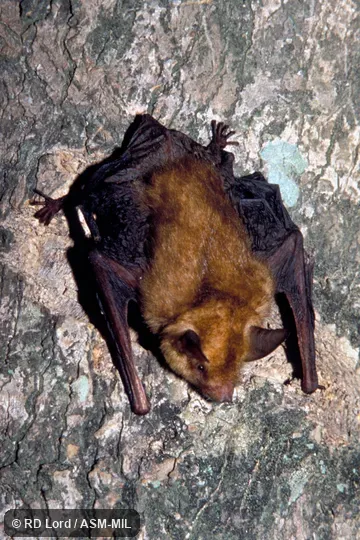 Dorsal view on a tree.  Also as Little Desert Bat.