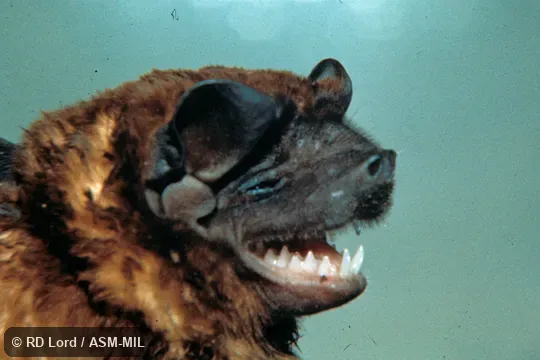 Close-up view with mouth open, teeth exposed.  Also as Black Free-tailed Bat|Black Mastiff Bat.