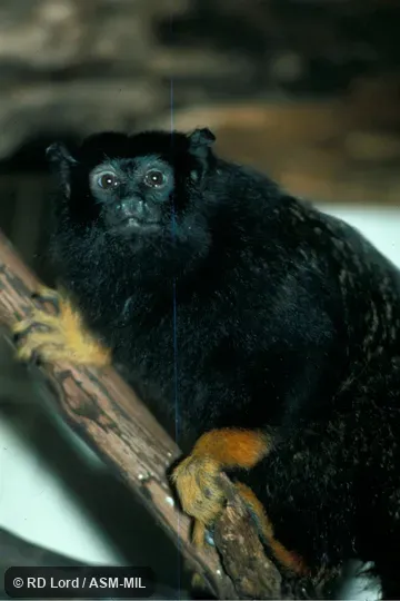 Side view on branch.  Also as Golden-handed Tamarin|Red-handed Tamarin|Yellow-handed Tamarin.  Formerly Cebidae (Callitrichinae).