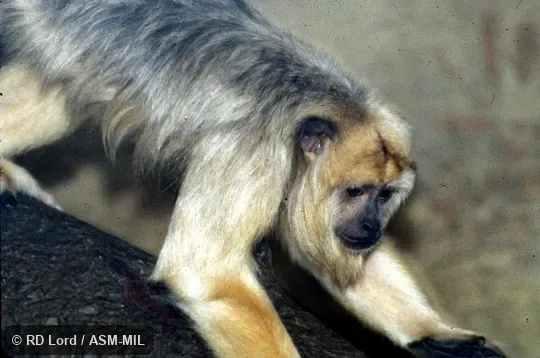 Female.  Also as Black Howler Monkey, Black Howling Monkey, Paraguayan Howler.