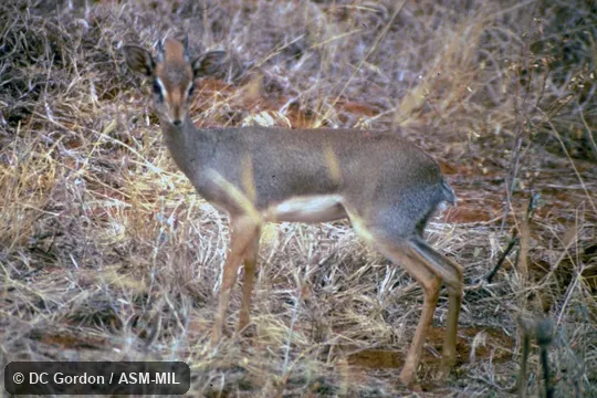 Side view of male, (shoulder height 300-400 mm). Formerly as Madoqua kirkii hindei, Kirk's Dik-dik or Madoqua hindei, Hinde's Dik-dik. Side view of male, (shoulder height 300-400 mm). Formerly as Madoqua kirkii hindei, Kirk's Dik-dik or Madoqua hindei, Hinde's Dik-dik.