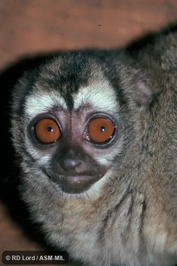 Close-up of face.  Formerly in Cebidae.  Also as Noisy Night Monkey|Spix's Owl Monkey.