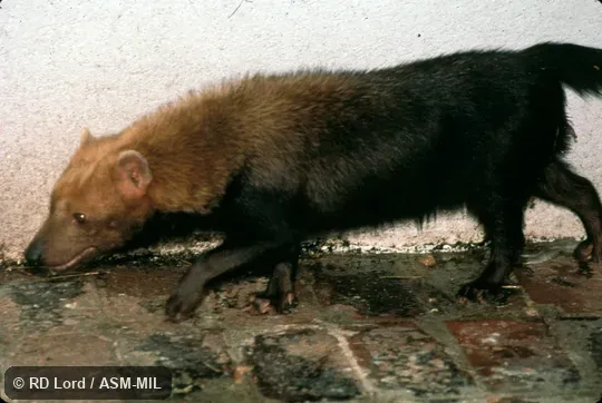 Lateral view of walking adult. Also as Vinegar Dog|Savannah Dog. Lateral view of walking adult. Also as Vinegar Dog|Savannah Dog.