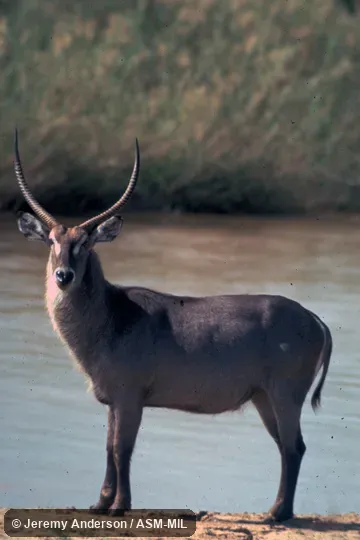 Side view of male.  Kobus ellipsiprymnus ellipsiprymnus.  Also as Kobus ellipsiprymnus, Ellipsen Waterbuck.