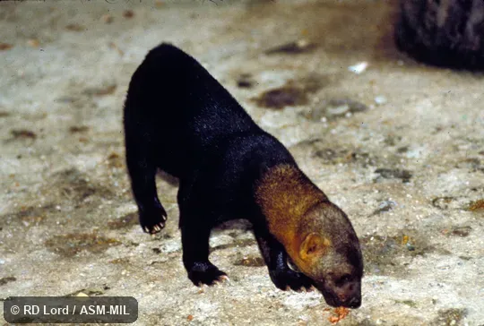 Diagonal view of standing animal