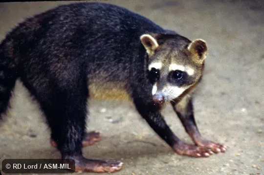 Side view of standing adult, tail not visible. Also as Southern Raccoon. Side view of standing adult, tail not visible. Also as Southern Raccoon.