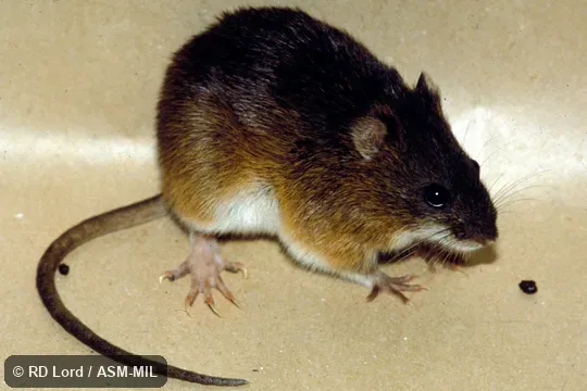Male.  Formerly part of Holochilus sciureus, Amazonian Marsh Rat.