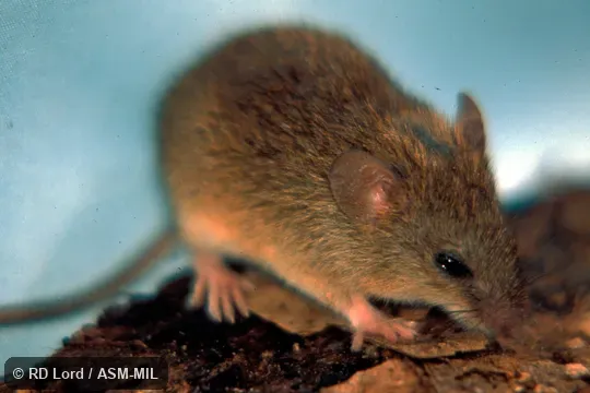 Diagonal shot, only head in focus. Captured in Venezuela, Apure, 30 km SW of Mantecal, Hato El Cedral.  Formerly as Oligoryzomys fulvescens, Fulvous Pygmy Rice Rat.  Also as Delicate Colilargo.
