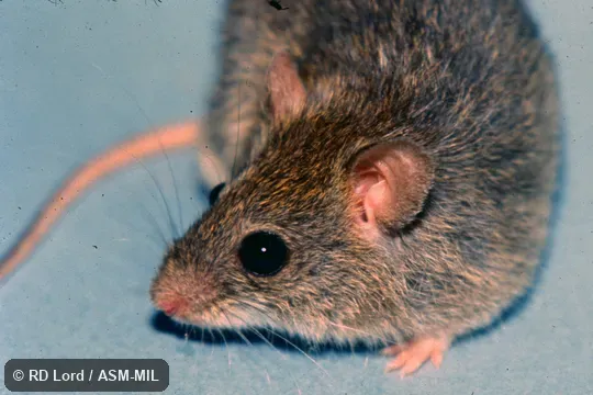 Male. Also as Short-tailed Zygodont|Cane Mouse. Male. Also as Short-tailed Zygodont|Cane Mouse.